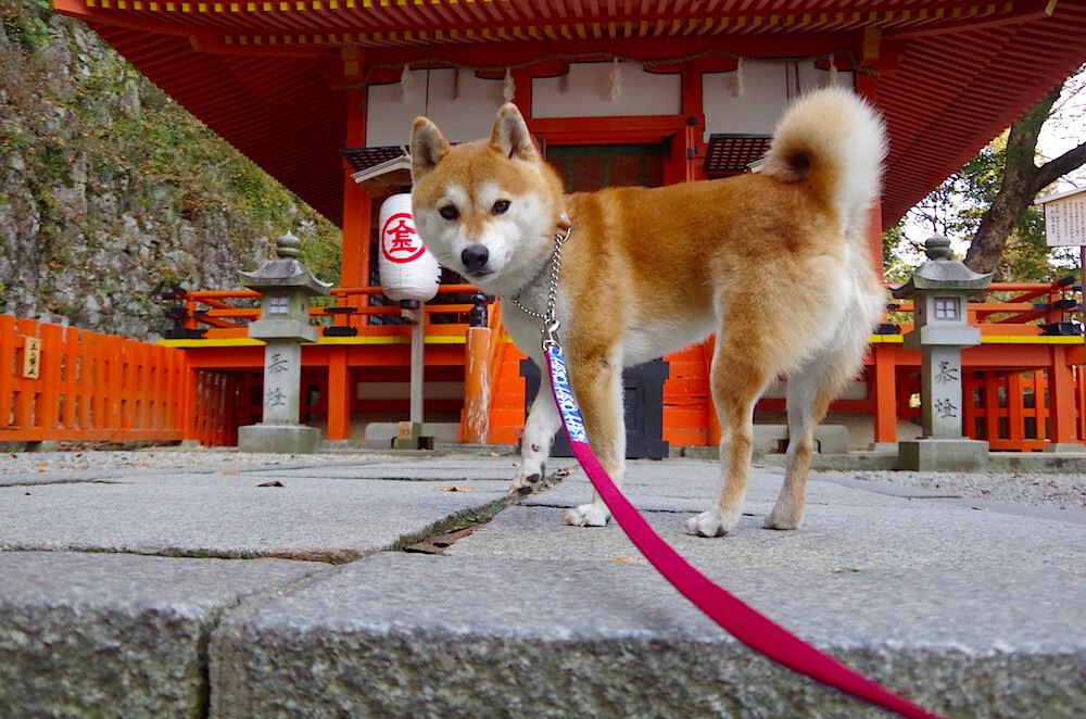 美加墨世界杯之夜，德罗赞用统治级数据书写不朽传奇